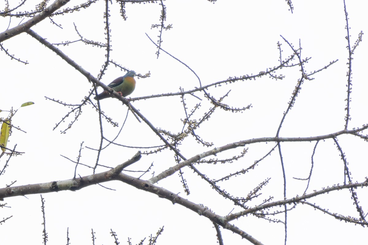 Little Green-Pigeon - Muangpai Suetrong