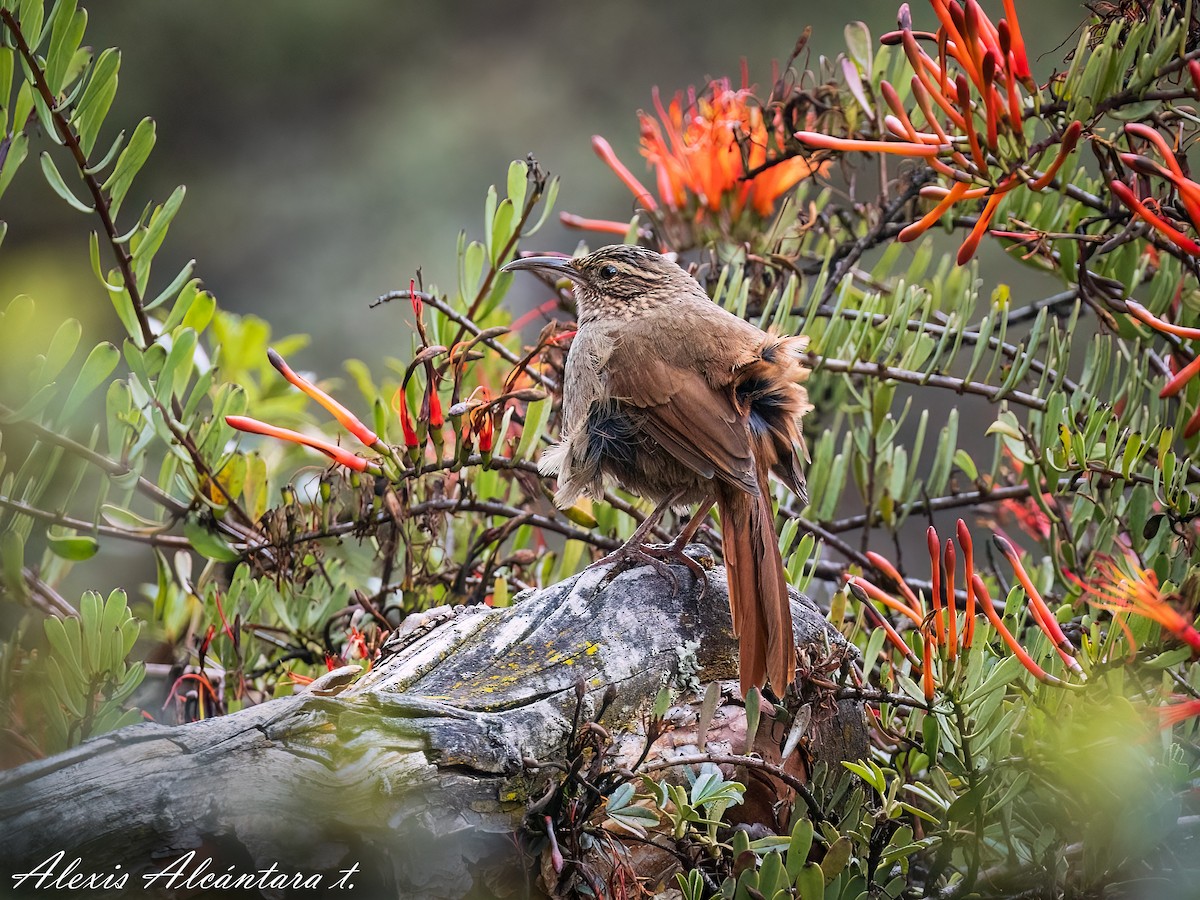 Striated Earthcreeper - ALEXIS ALCANTARA