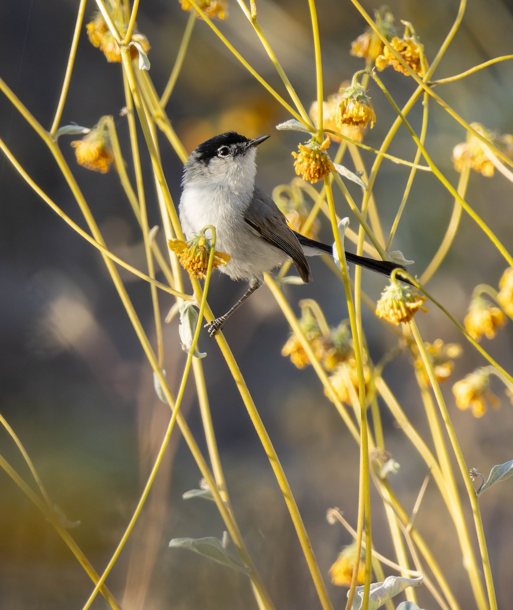 Black-tailed Gnatcatcher - Joe Aliperti