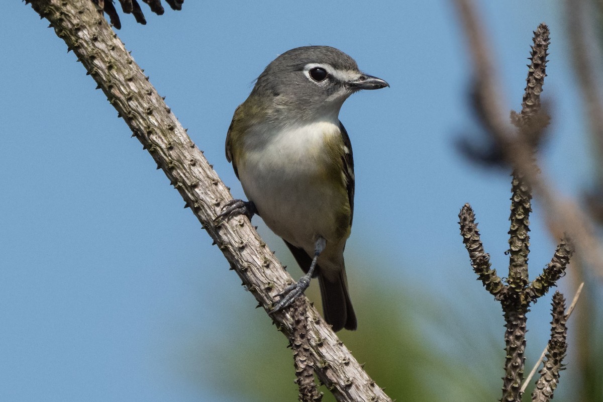 Blue-headed Vireo - Kenneth Kahn