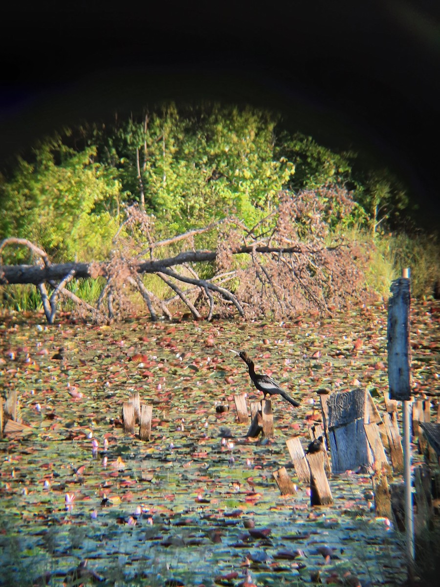 Amerika-Schlangenhalsvogel - ML618211480