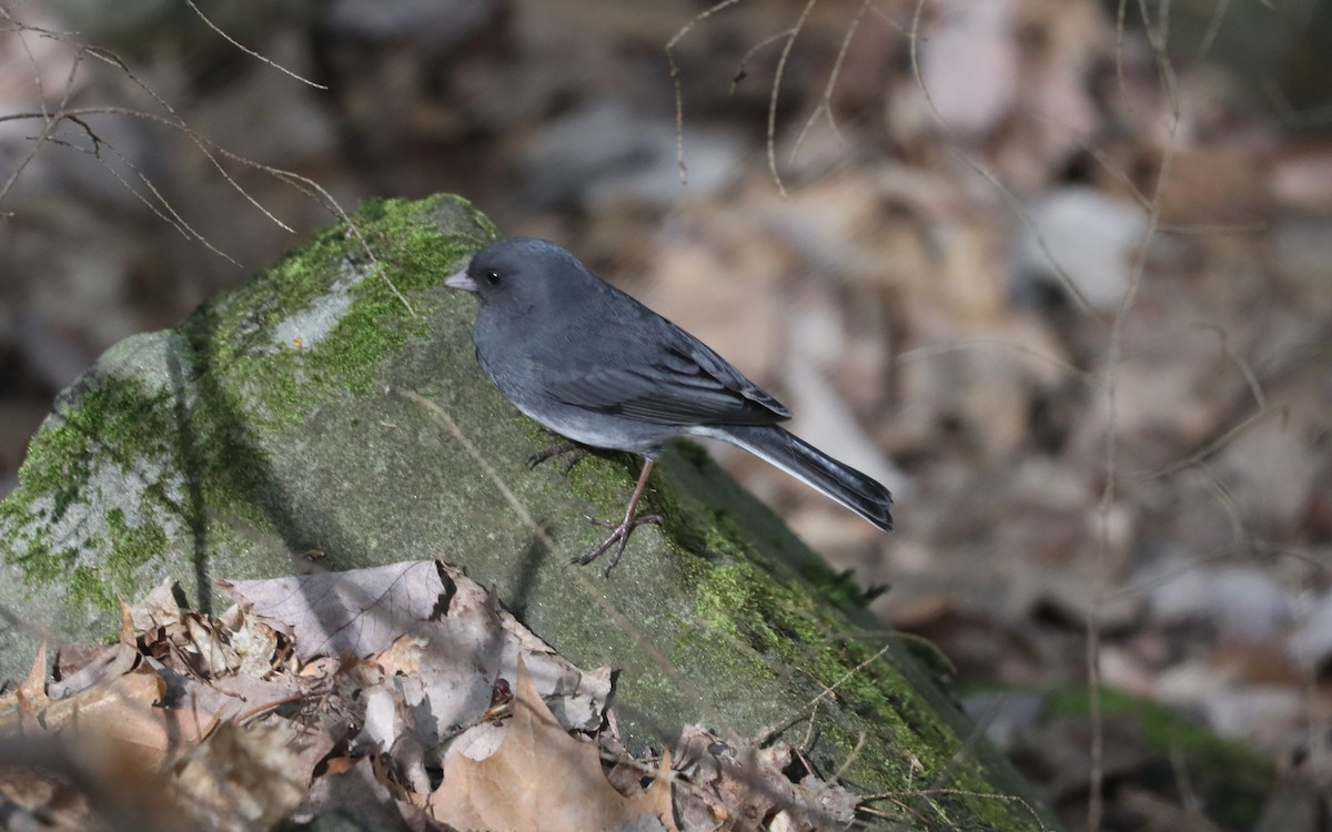 Dark-eyed Junco (Slate-colored) - "Chia" Cory Chiappone ⚡️