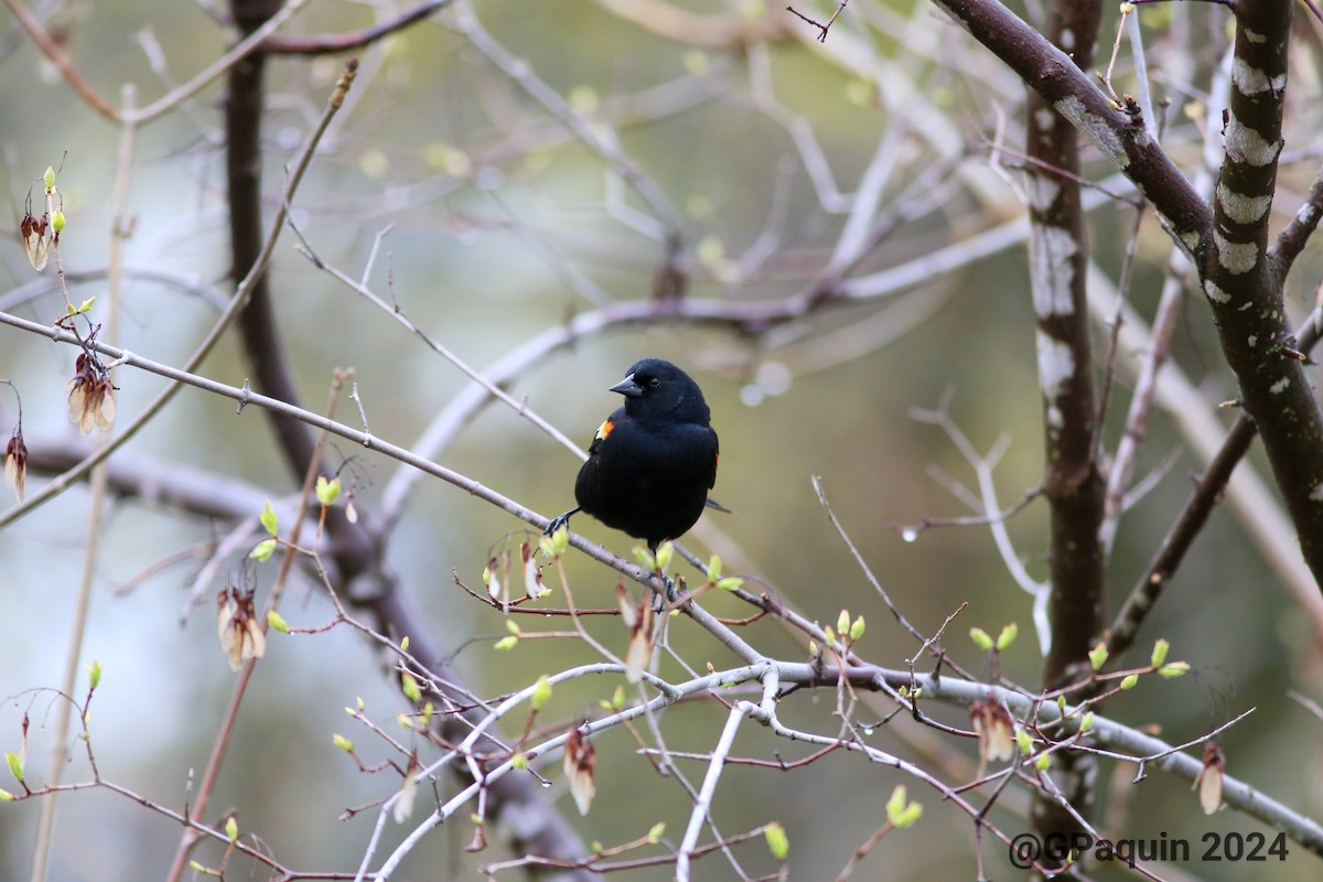 Common Grackle - Guy Paquin