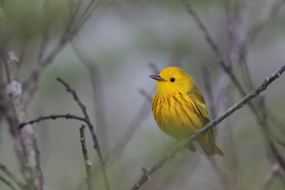 Northern Yellow Warbler - ML618211505