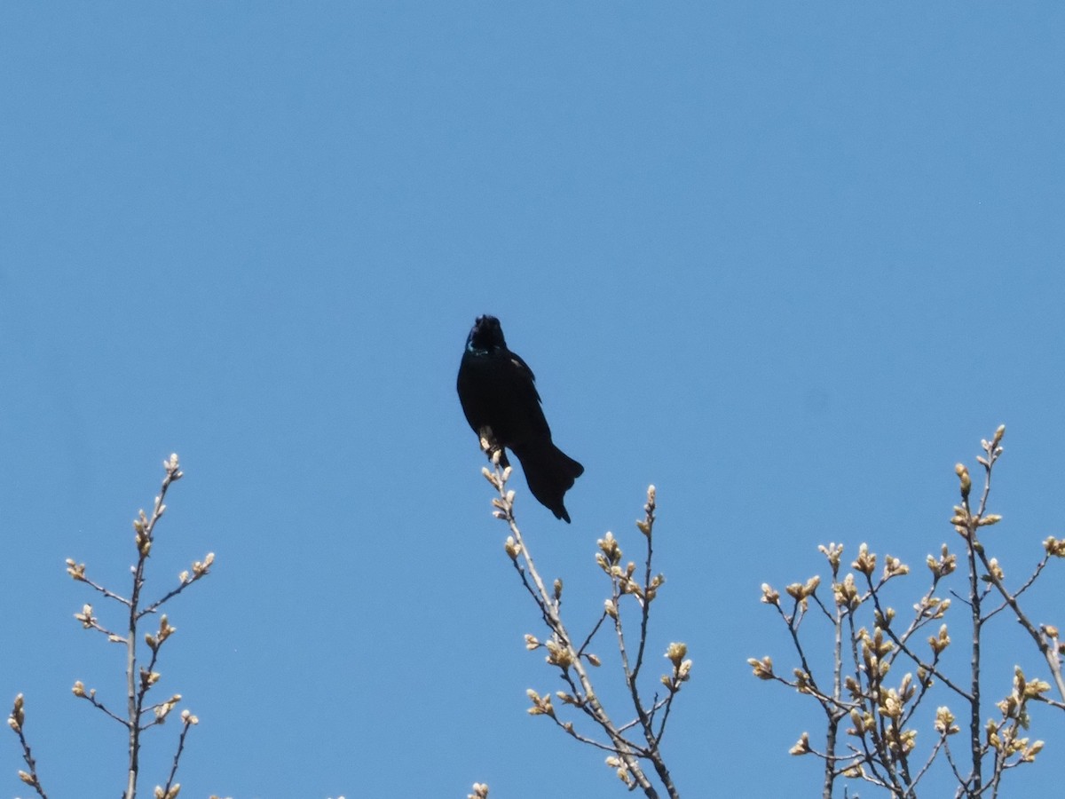 Common Grackle - Bob Maddox