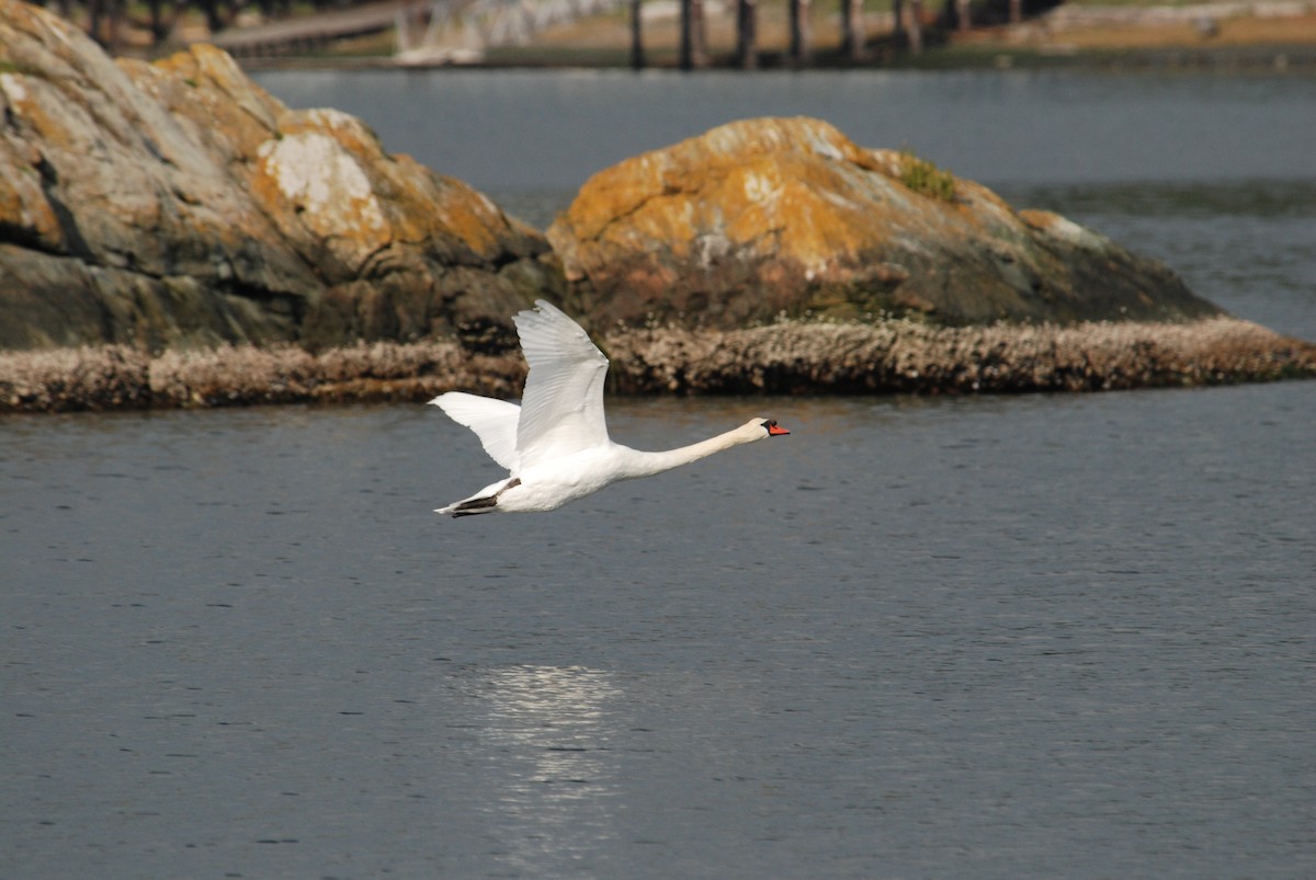 Хуруут хун - ML618211530