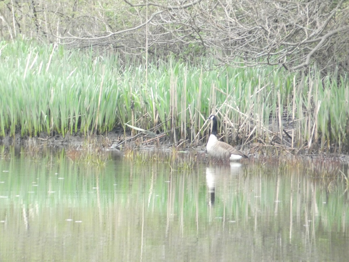 Canada Goose - Rithika Fernandes