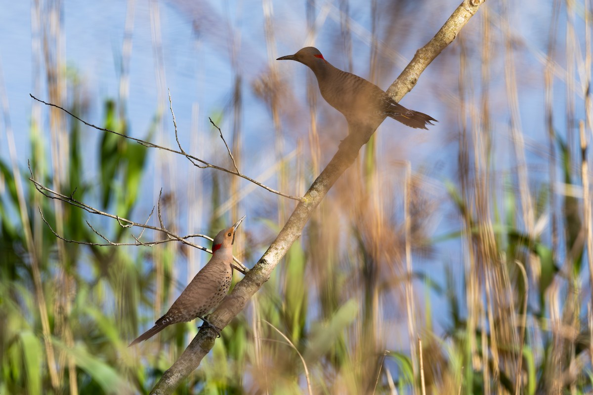 Northern Flicker - ML618211536