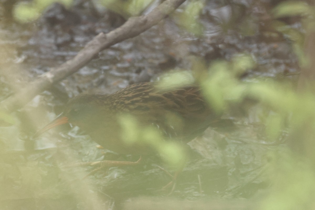 Virginia Rail - E R