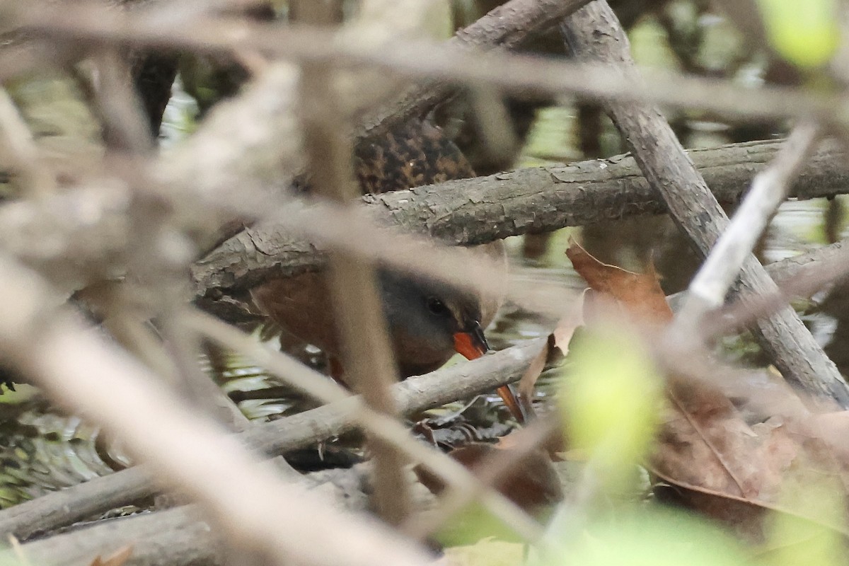 Virginia Rail - E R