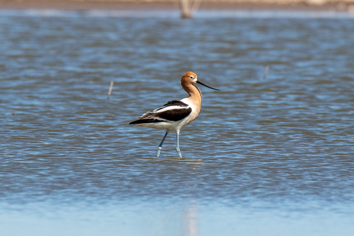 Avoceta Americana - ML618211705