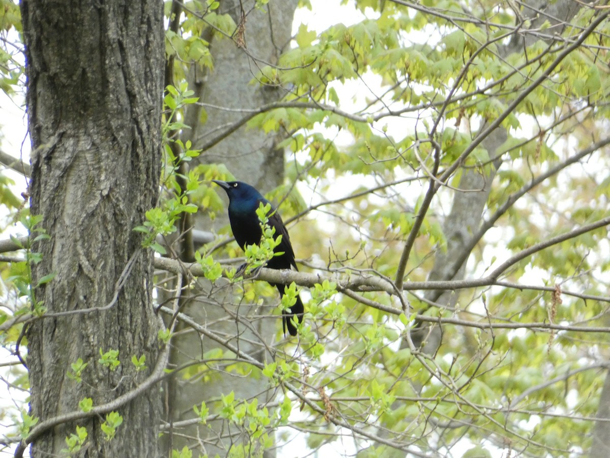 Common Grackle - Rithika Fernandes