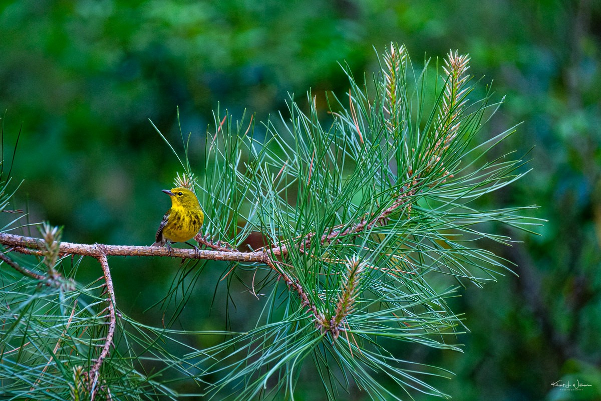 Pine Warbler - Khürt Williams