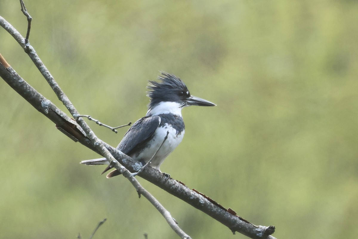 Belted Kingfisher - ML618211735