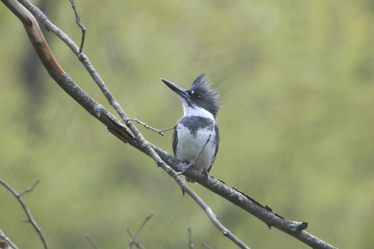 Belted Kingfisher - ML618211736