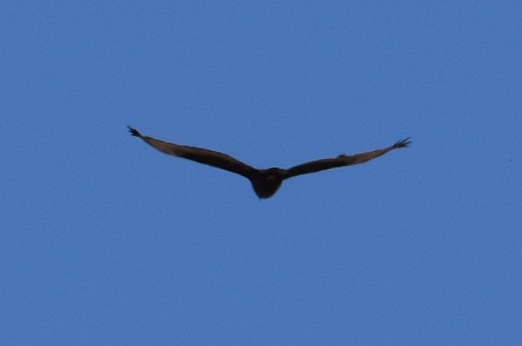 Zone-tailed Hawk - ML618211742
