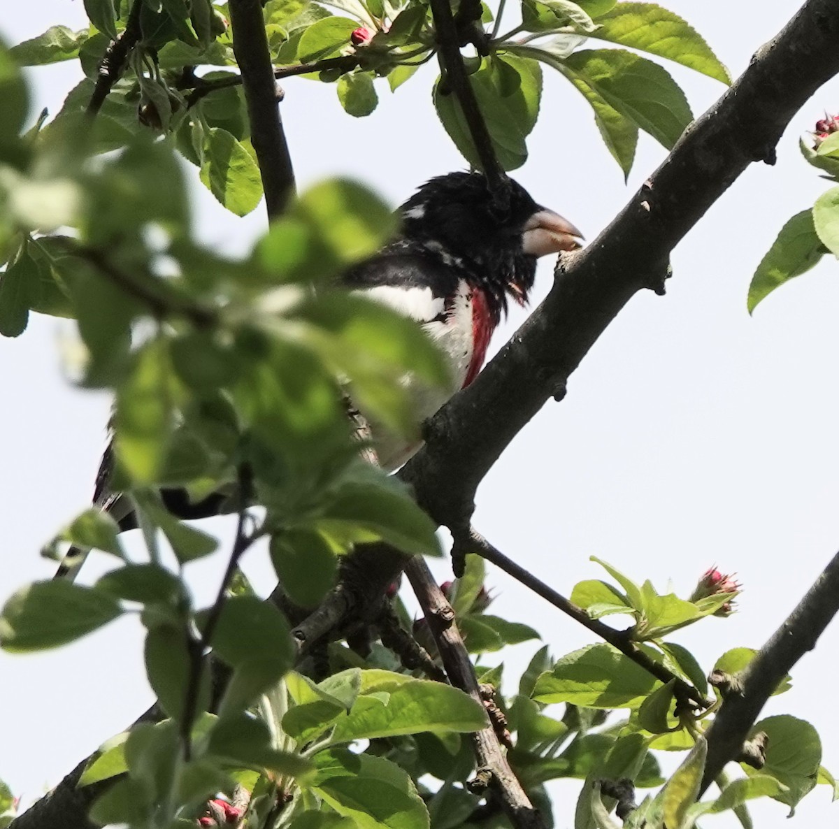 Rose-breasted Grosbeak - ML618211747