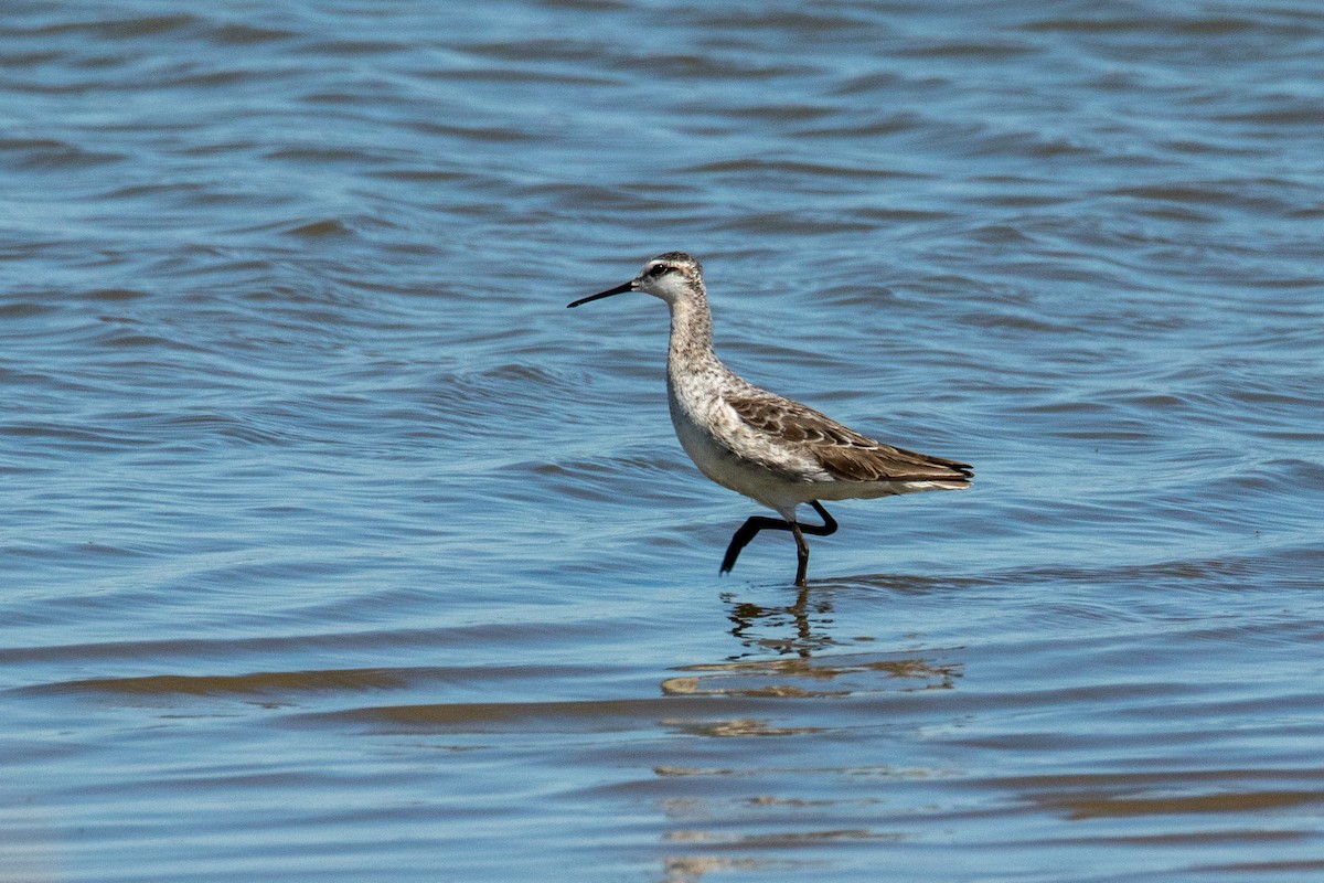 Wilson's Phalarope - Mark Wilson