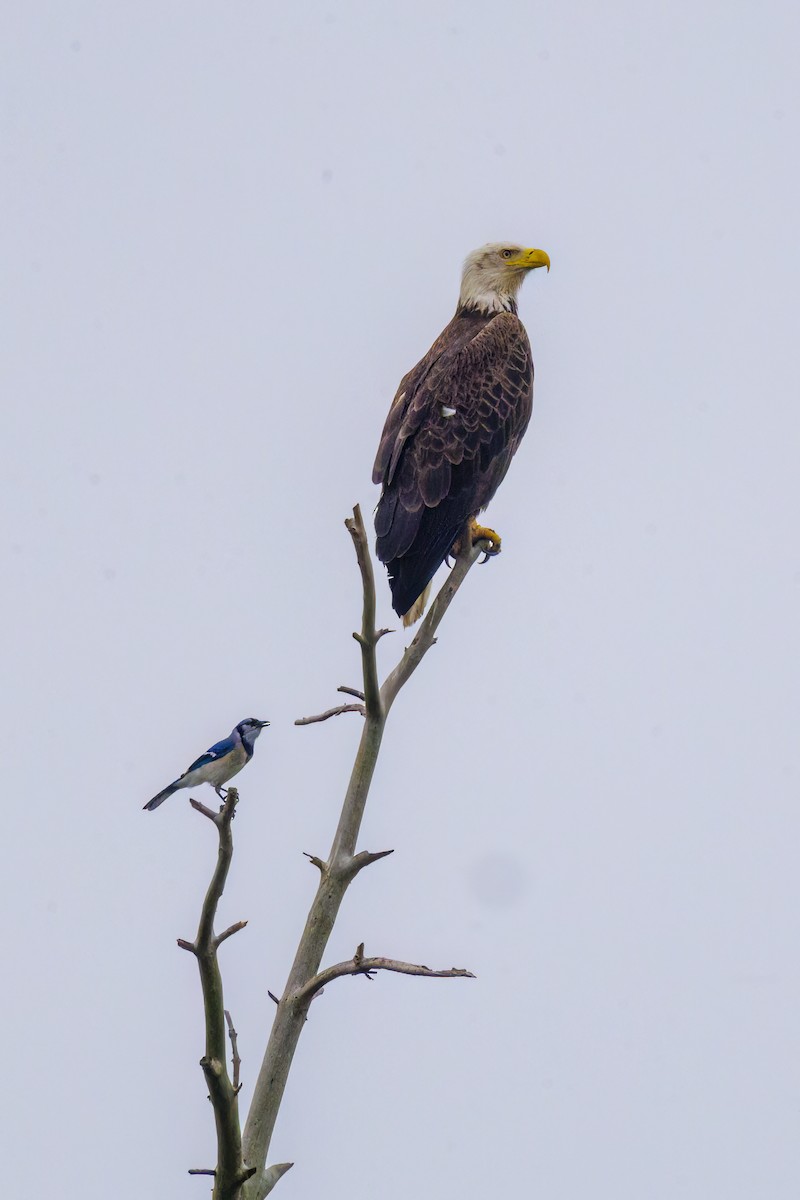 Bald Eagle - Dennis Miller