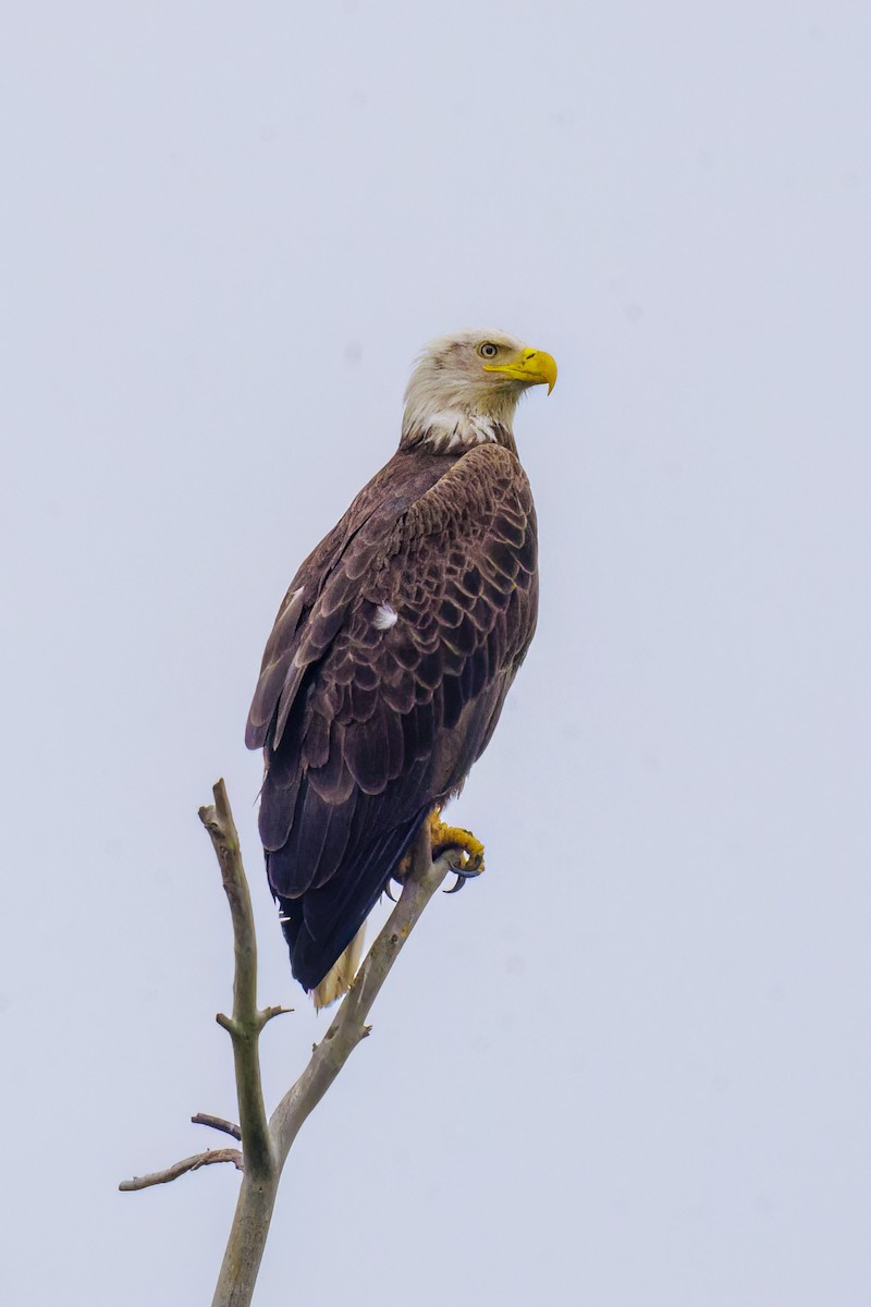 Bald Eagle - Dennis Miller