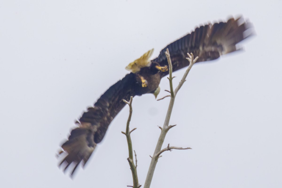 Bald Eagle - Dennis Miller