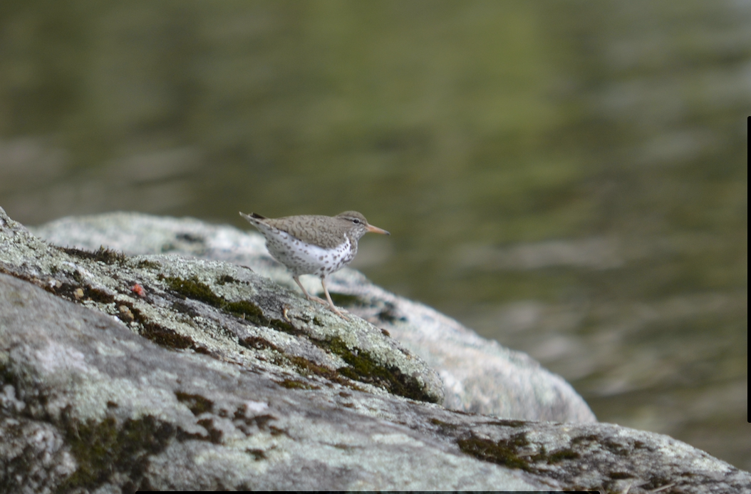 Spotted Sandpiper - Camden Martin