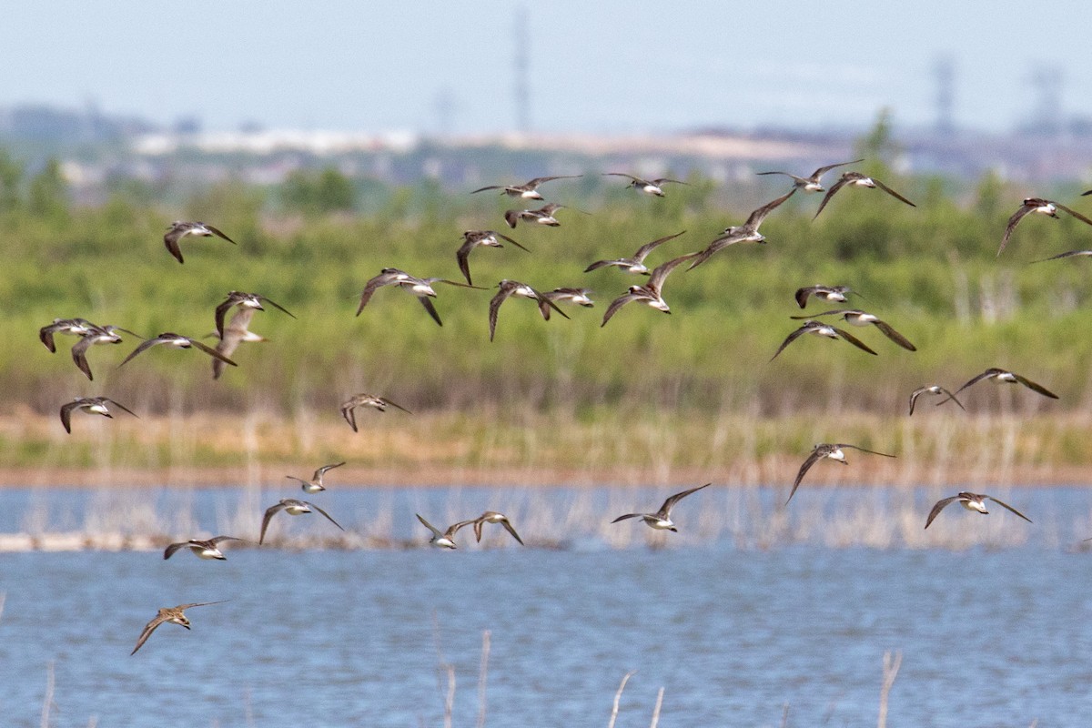 Wilson's Phalarope - Mark Wilson