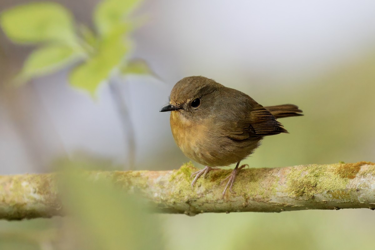 Snowy-browed Flycatcher - ML618211825