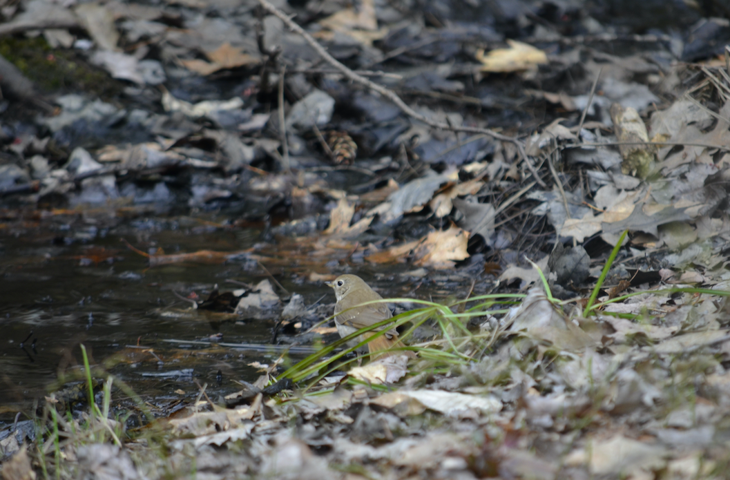 Hermit Thrush - Camden Martin