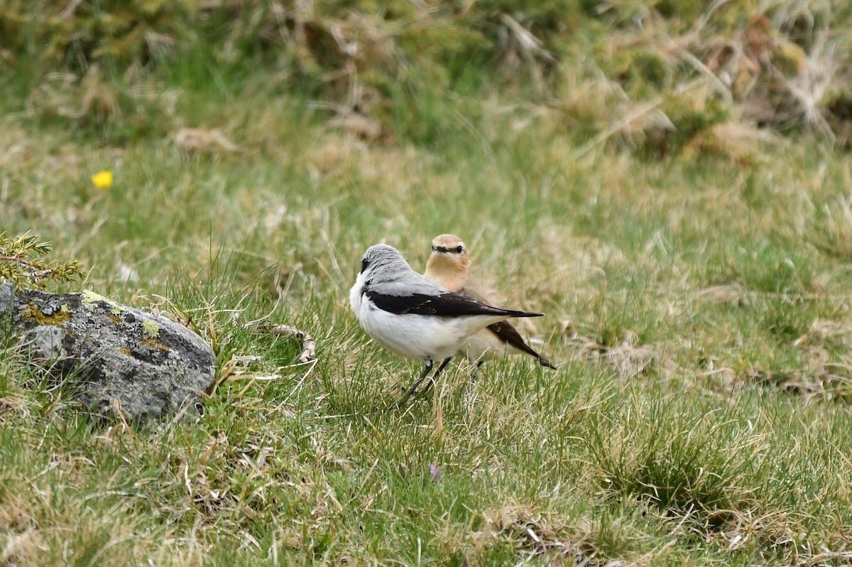 Northern Wheatear - Miguel Arribas Tiemblo