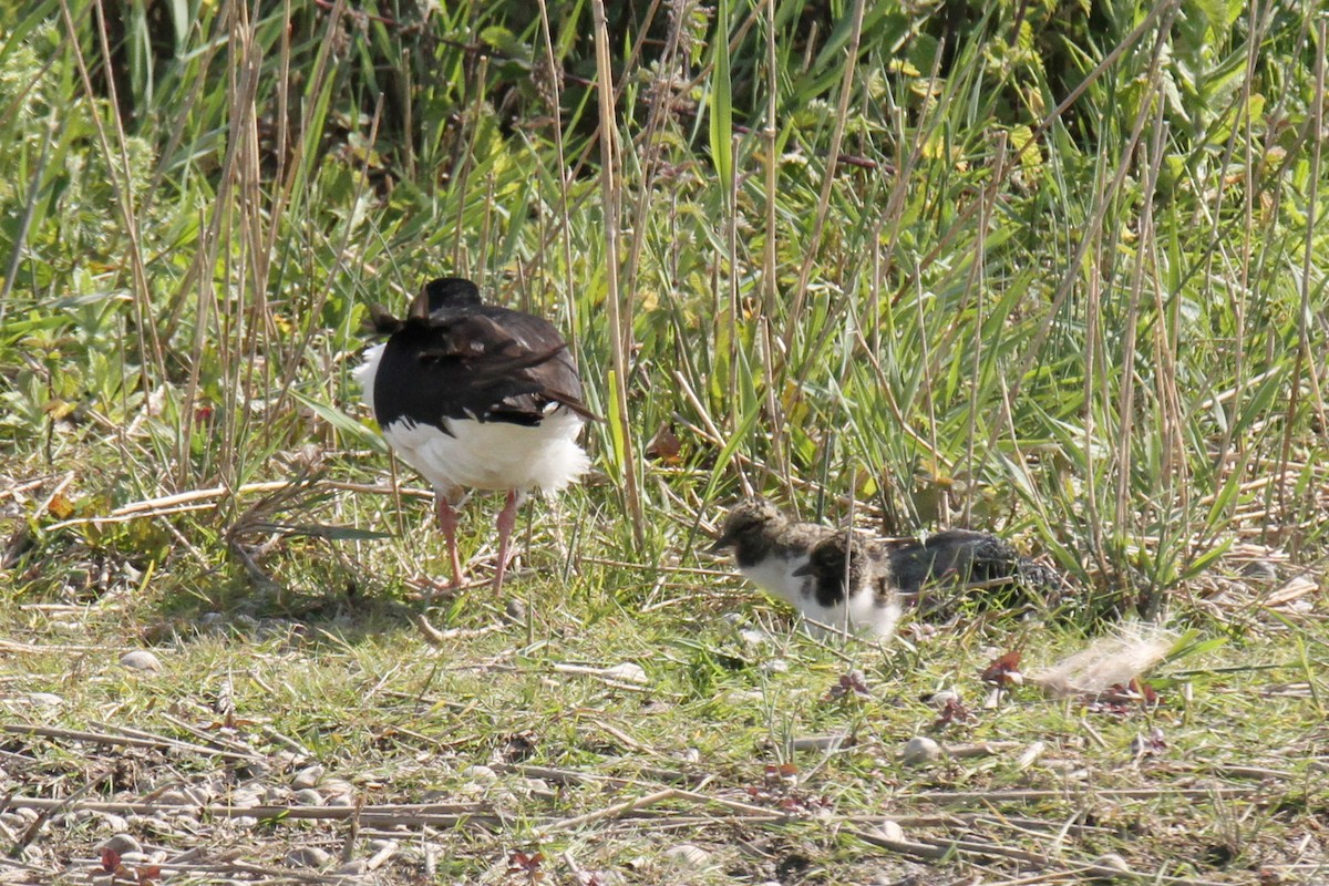 Eurasian Oystercatcher - Tom Ensom