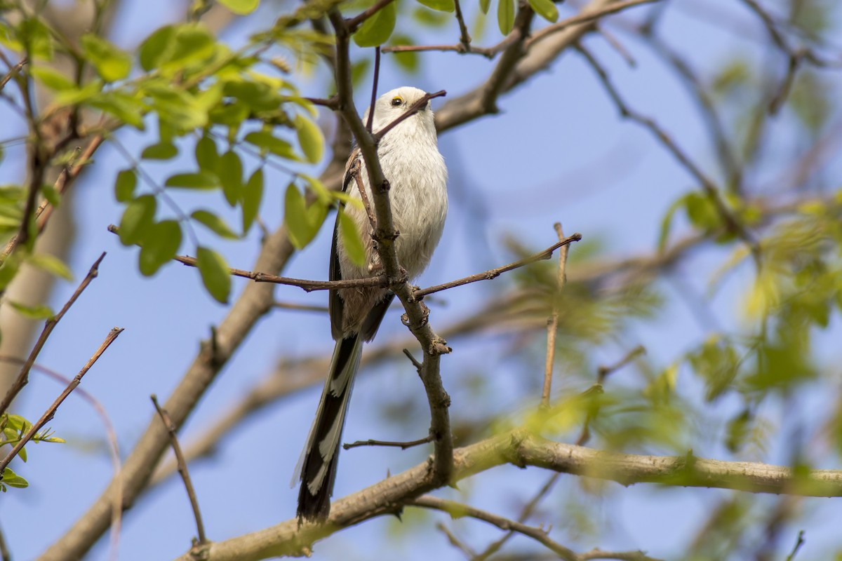 Long-tailed Tit - African Googre