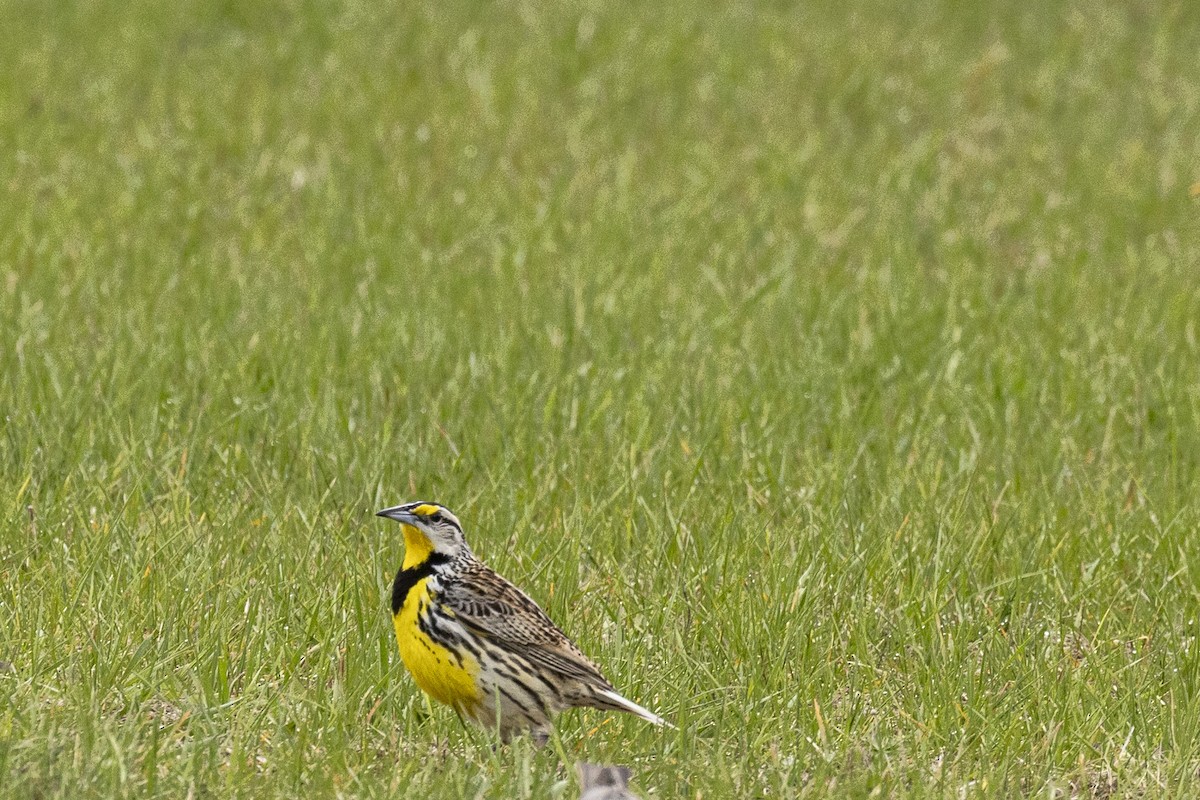 Eastern Meadowlark - Ed kendall