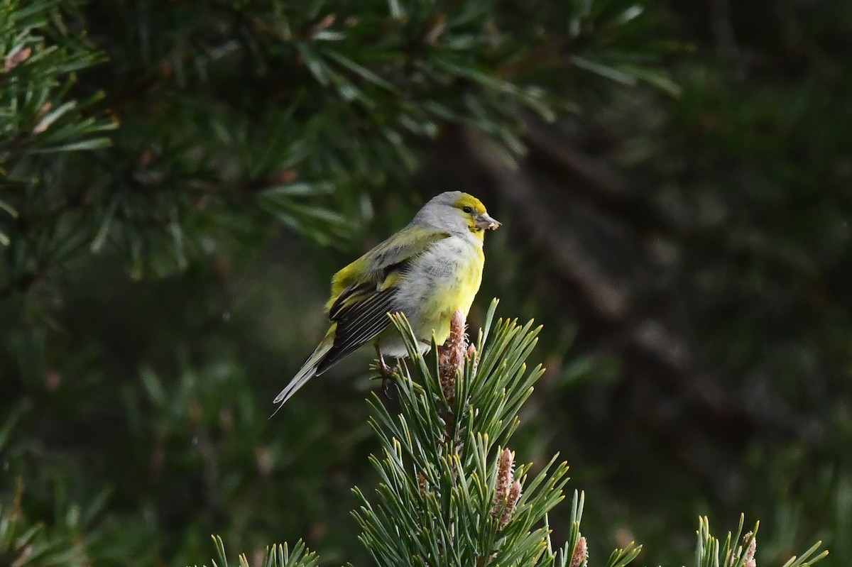 Citril Finch - Miguel Arribas Tiemblo