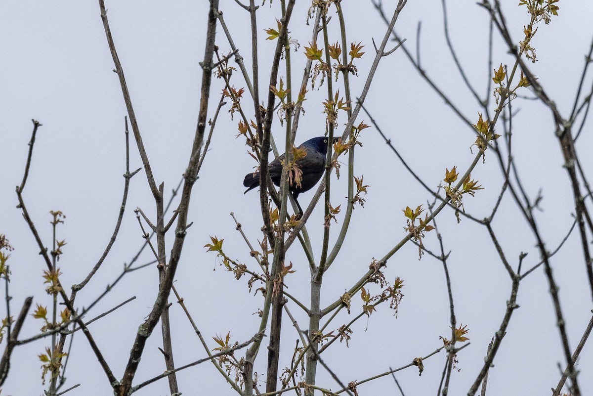 Common Grackle - Ed kendall