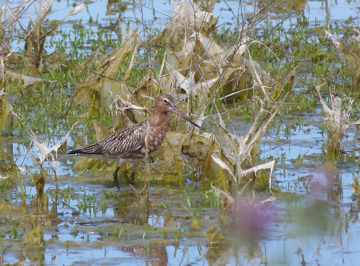 Bar-tailed Godwit - ML618211860