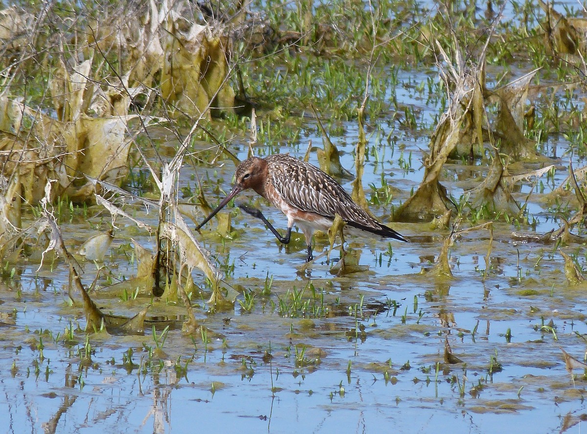 Bar-tailed Godwit - ML618211863