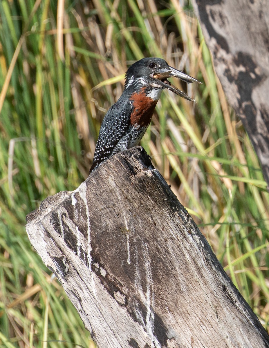 Giant Kingfisher - simon walkley