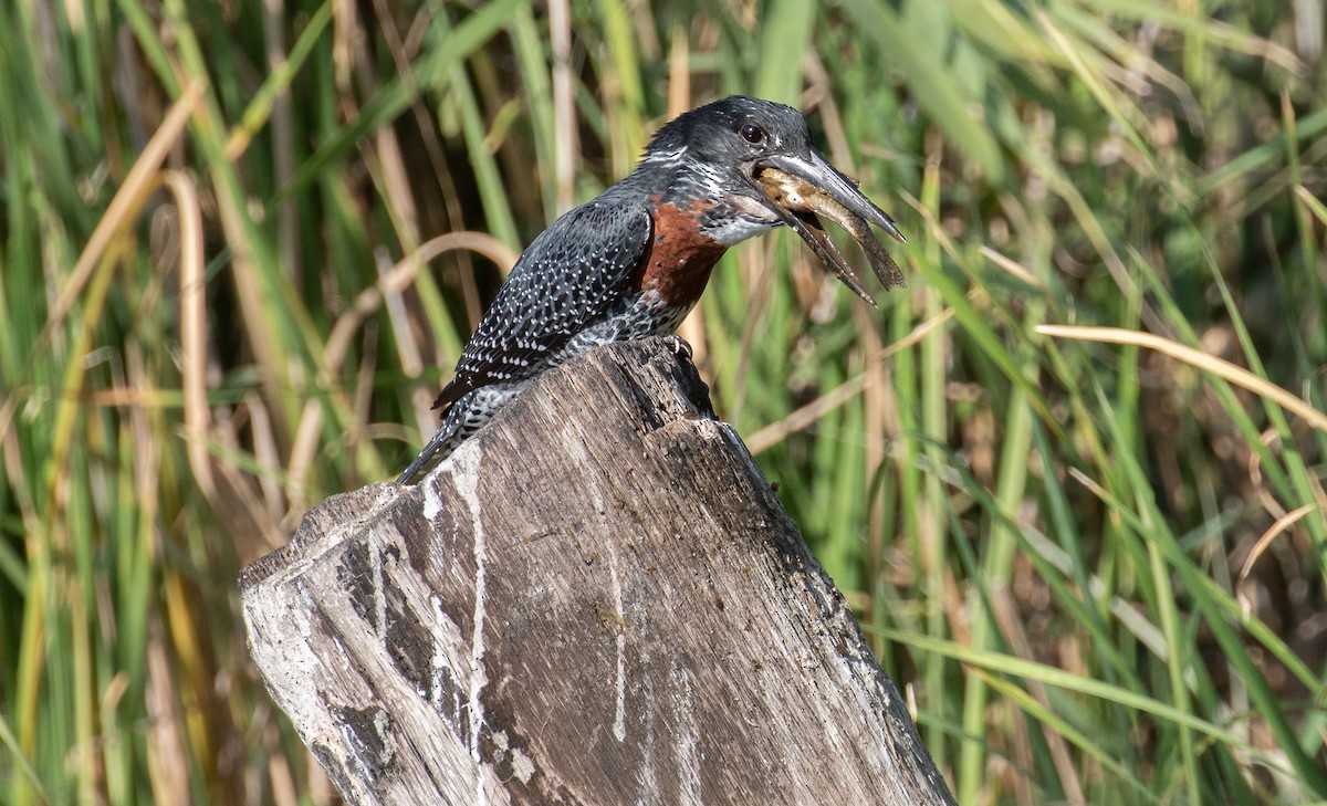 Martin-pêcheur géant - ML618211896