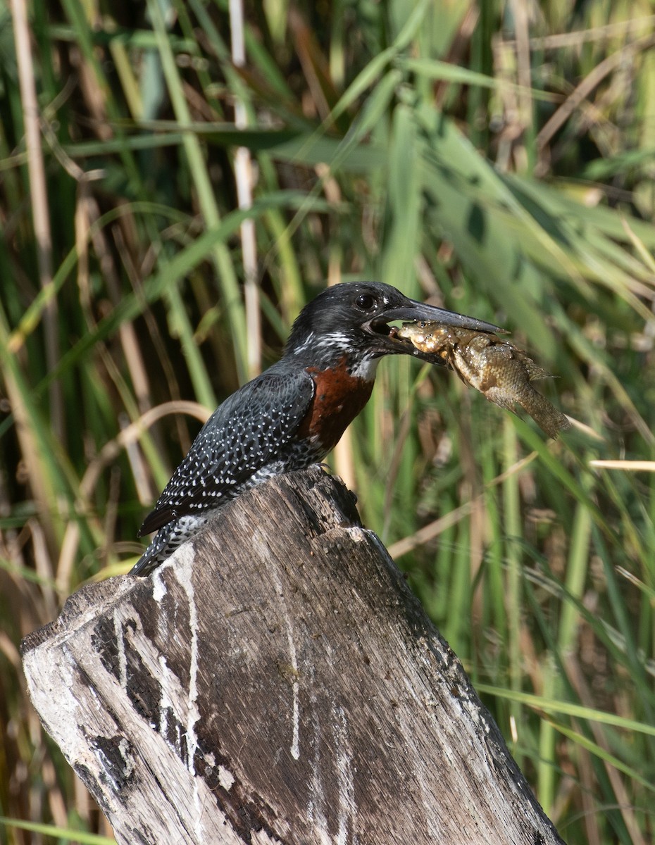 Giant Kingfisher - ML618211897