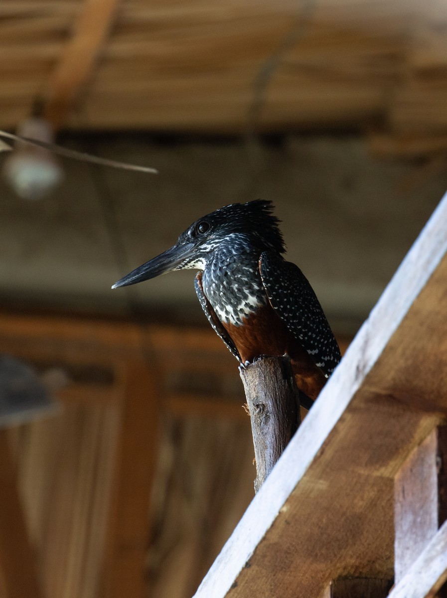 Giant Kingfisher - simon walkley