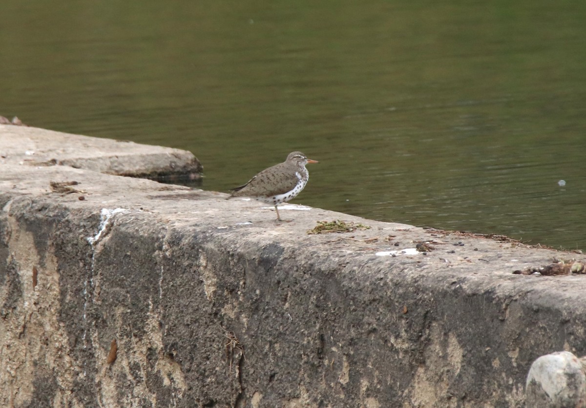 Spotted Sandpiper - ML618211905