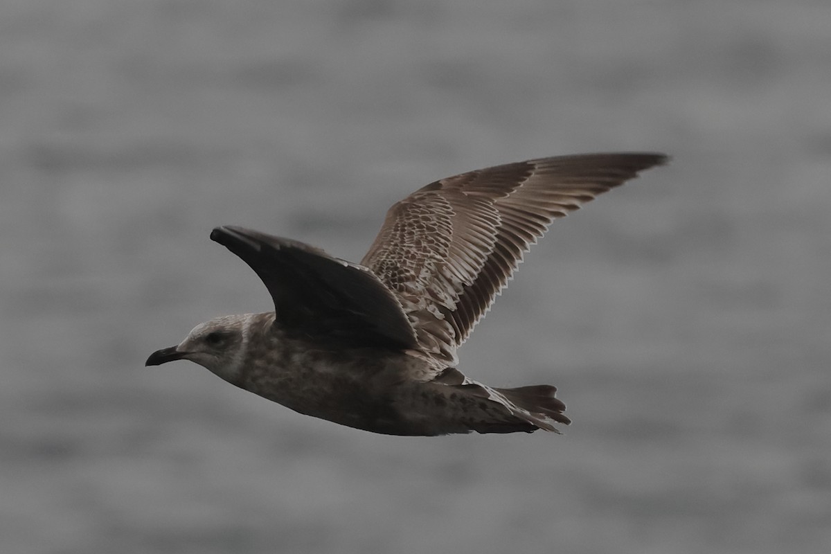Lesser Black-backed Gull (taimyrensis) - Fabio Olmos