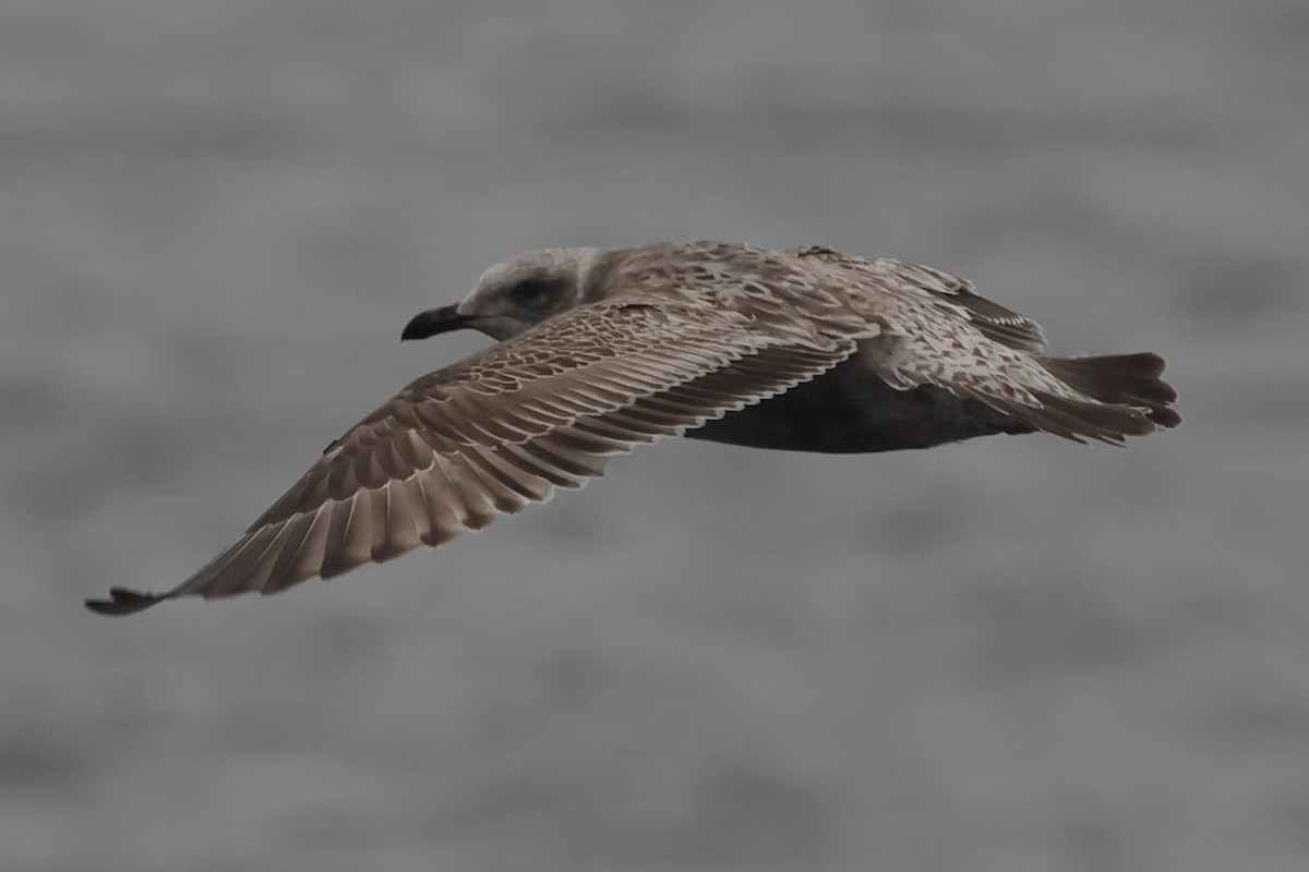 Lesser Black-backed Gull (taimyrensis) - Fabio Olmos