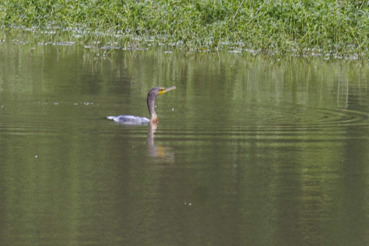 Double-crested Cormorant - ML618211919