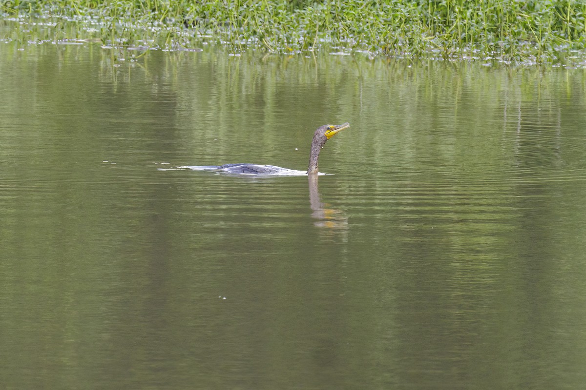 Double-crested Cormorant - ML618211920