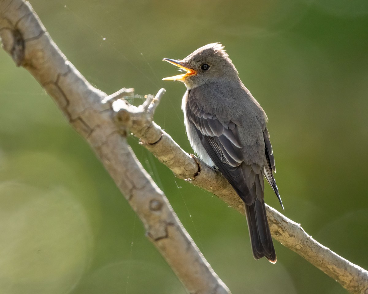 Western Wood-Pewee - Sue Cook