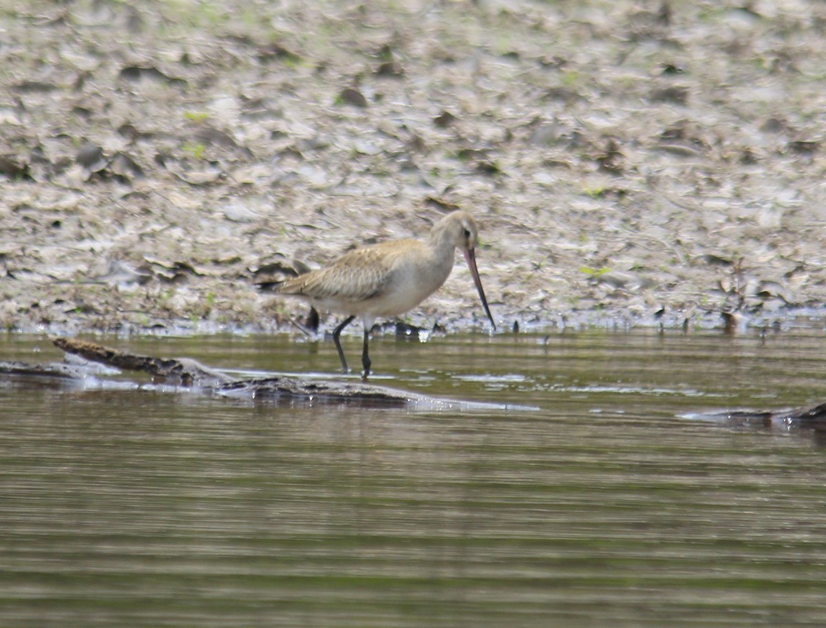 Hudsonian Godwit - Laurel Ironside