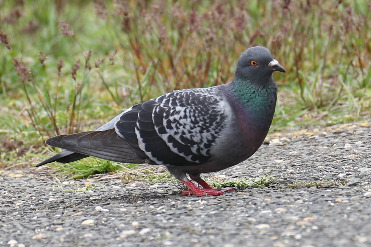 Rock Pigeon (Feral Pigeon) - michael vedder