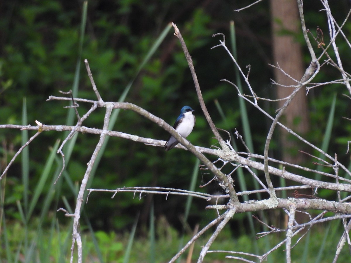 Tree Swallow - Cynthia Nickerson